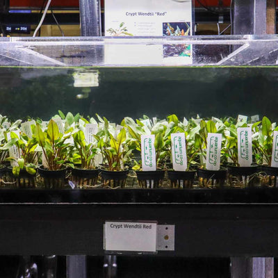 Plants Live Plants Cryptocoryne Wendtii Red
