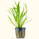 Plants Live Plants Dwarf Chain Sword