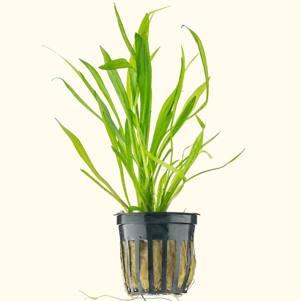 sword succulent Dwarf Chain Sword | Pygmy Chain Sword