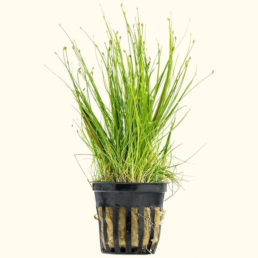 potted grass plants for sale Dwarf Hairgrass | Aquarium Grass Carpet
