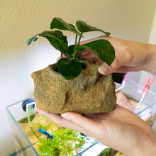 Load image into Gallery viewer, Aquarium Co-Op Decor Easy Planter