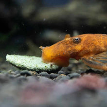 Load image into Gallery viewer, Rainier Fish Food Hikari Algae Wafers