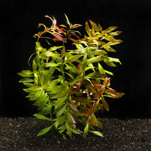Load image into Gallery viewer, Aquarium Co-Op Live Plants In-Store Ludwigia Repens 'Red'