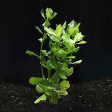 Load image into Gallery viewer, Plants Live Plants In-Store Water Wisteria