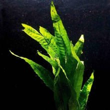 Load image into Gallery viewer, Plants Live Plants Java Fern