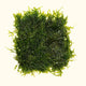 Plants Live Plants Java Moss Mat
