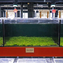 Load image into Gallery viewer, Plants Live Plants Java Moss Mat