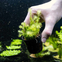 Load image into Gallery viewer, Plants Live Plants Mayaca Fluviatilis