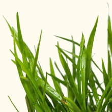 Load image into Gallery viewer, Plants Live Plants Micro Sword