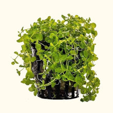 Load image into Gallery viewer, Plants Live Plants Monte Carlo