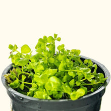 Load image into Gallery viewer, Plants Live Plants Monte Carlo