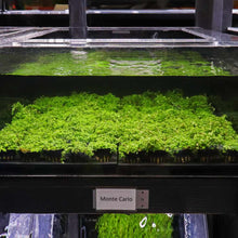 Load image into Gallery viewer, Plants Live Plants Monte Carlo