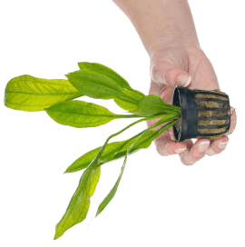 Person's hand holding someLive Aquarium Plants