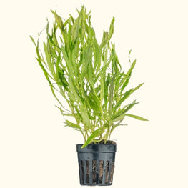 pogostemon-stellatus-octopus-00810055290192-31666986680389