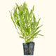 Plants Live Plants Pogostemon Stellatus Octopus