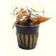 Plants2 Live Plants Red Dwarf Aquarium Lily Bulb