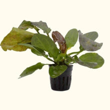 Load image into Gallery viewer, Plants Live Plants Red Flame Sword