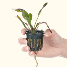 Load image into Gallery viewer, Plants Live Plants Red Flame Sword