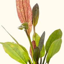 Load image into Gallery viewer, Plants Live Plants Red Flame Sword