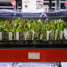 Load image into Gallery viewer, Plants Live Plants Red Flame Sword