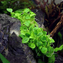 Load image into Gallery viewer, Plants Live Plants Schismatoglottis Prietoi Tissue Culture