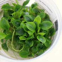 Load image into Gallery viewer, Plants Live Plants Schismatoglottis Prietoi Tissue Culture