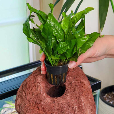 small_java_fern_into_rock