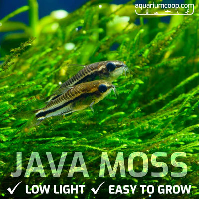 small_java_moss_w_corydoras