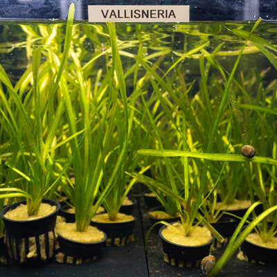 Plants Live Plants Vallisneria