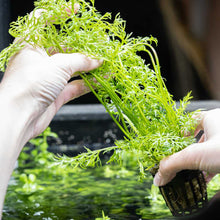 Load image into Gallery viewer, Plants Live Plants Water Sprite