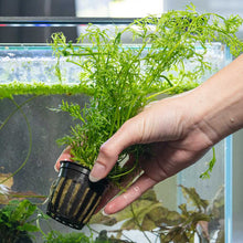 Load image into Gallery viewer, Plants Live Plants Water Sprite