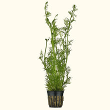 Load image into Gallery viewer, Plants Live Plants Water Sprite