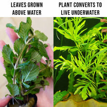 Load image into Gallery viewer, Plants Live Plants Water Wisteria