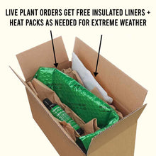 Load image into Gallery viewer, Plants Live Plants "Windelov" Java Fern