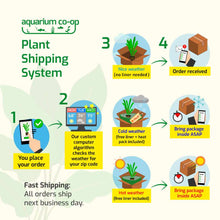 Load image into Gallery viewer, Plants Live Plants "Windelov" Java Fern