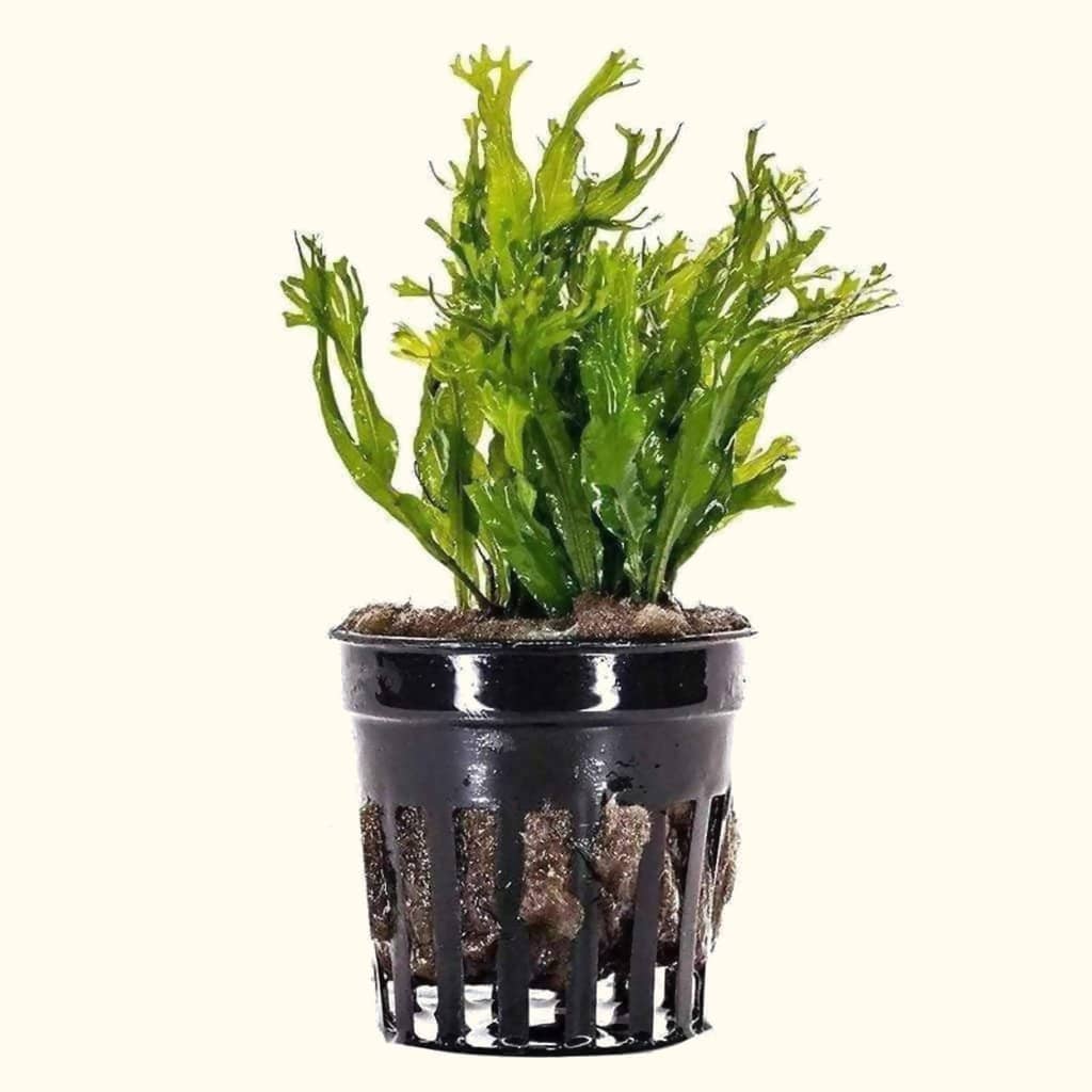 potted aquarium plants for sale Windelov Java Fern | Fish Tank Plants