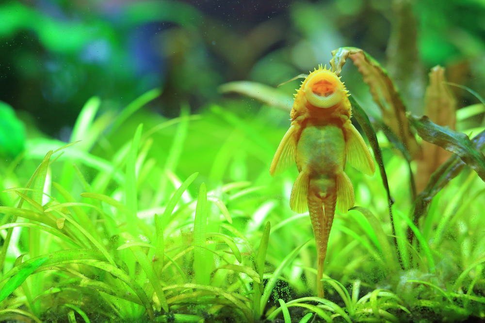 10 Best Algae Eaters for Freshwater Aquariums - Aquarium Co-Op