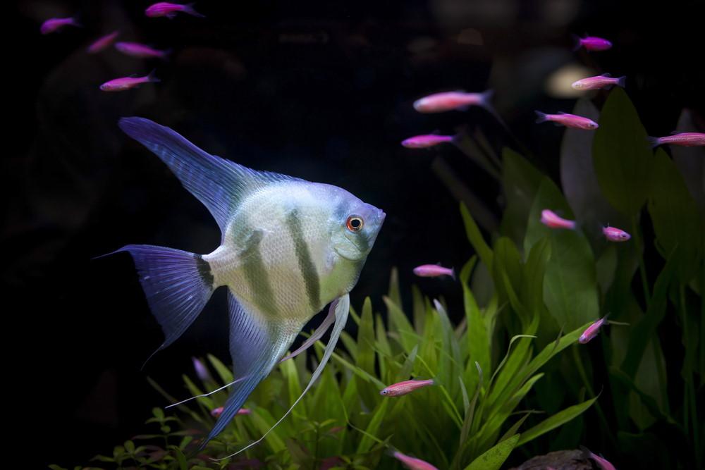 10-best-aquarium-fish-for-beginners-795263