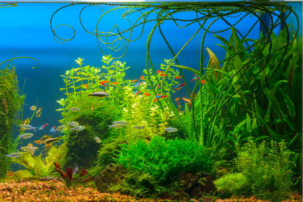 10 Best Background Plants for Beginner Aquariums - Aquarium Co-Op
