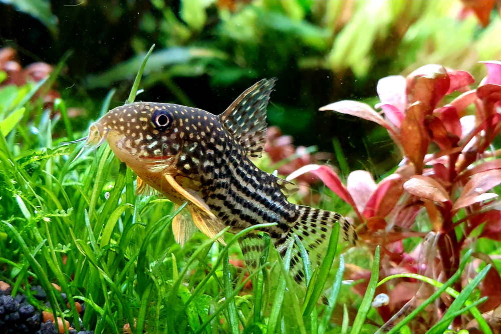 10 Best Cory Catfish You Have to Try - Aquarium Co-Op