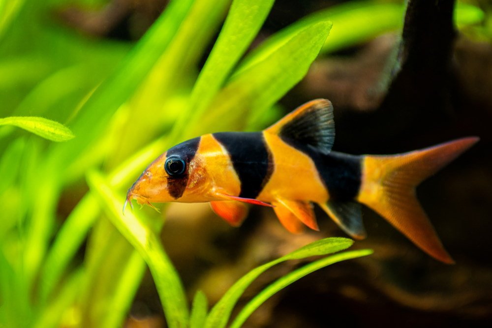 10 Best Loaches You Have to Try - Aquarium Co-Op