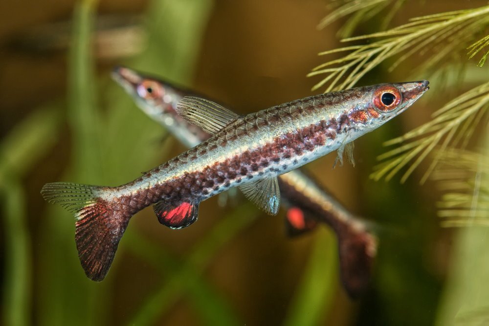 10 Best Top-Dwelling Fish for Your Aquarium - Aquarium Co-Op