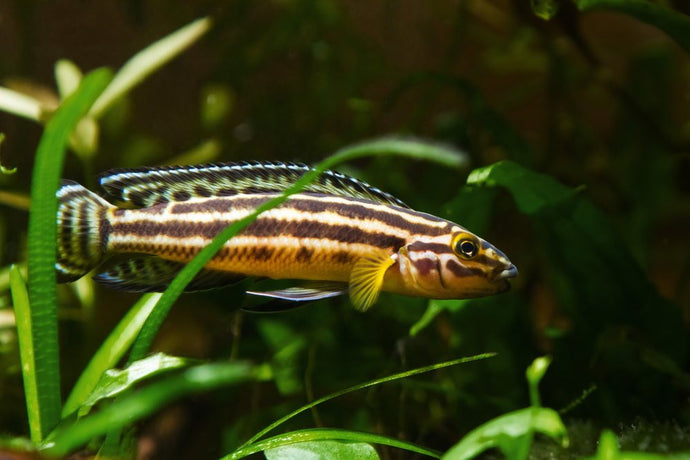 10 Easy Plants for African Cichlid Aquariums