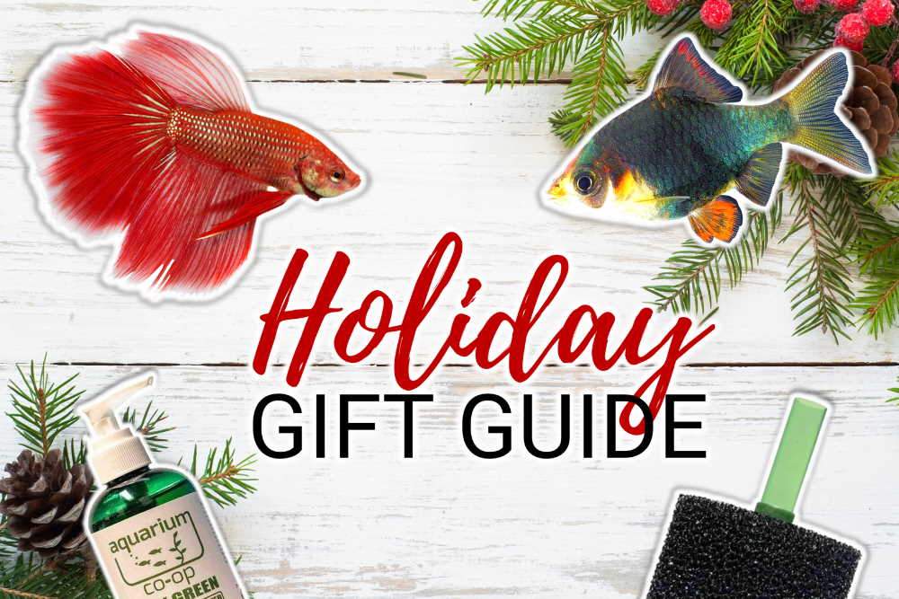 10-holiday-gift-ideas-for-your-favorite-fish-keeper-2752913