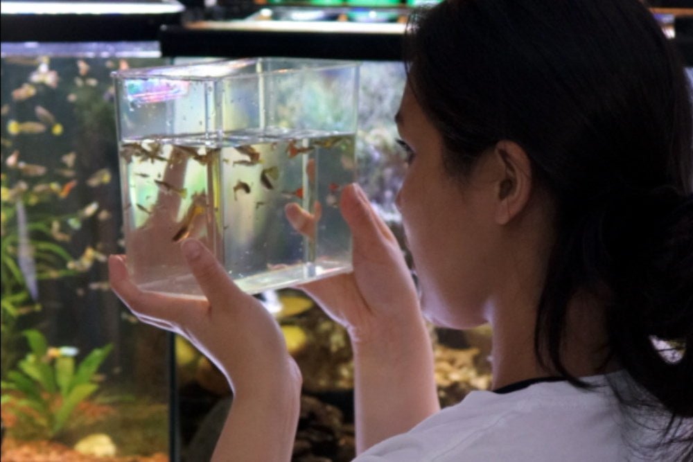 10 Smart Ways to Use an Aquarium Catch Cup or Specimen Container - Aquarium Co-Op