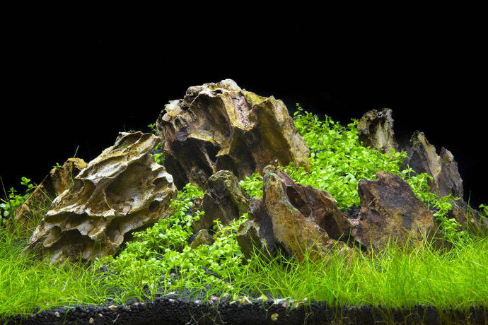 3 Types of Planted Aquariums to Inspire Your Next Tank Build