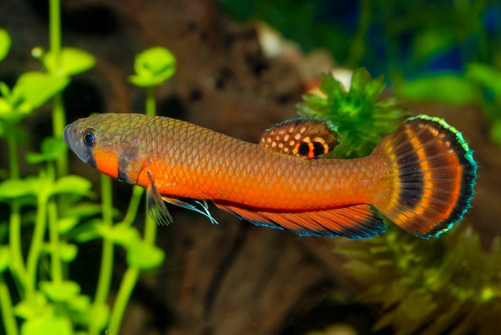 5-amazing-wild-betta-species-that-you-should-try-breeding-2033527