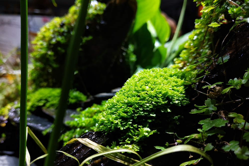 5 Aquarium Plants You Should Try in Your Next Terrarium or Paludarium - Aquarium Co-Op