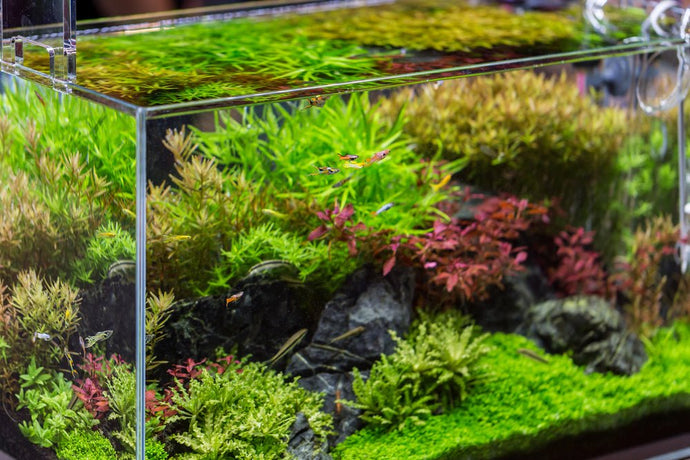 5 Best Aquarium Plants for High Tech Planted Tanks with CO2