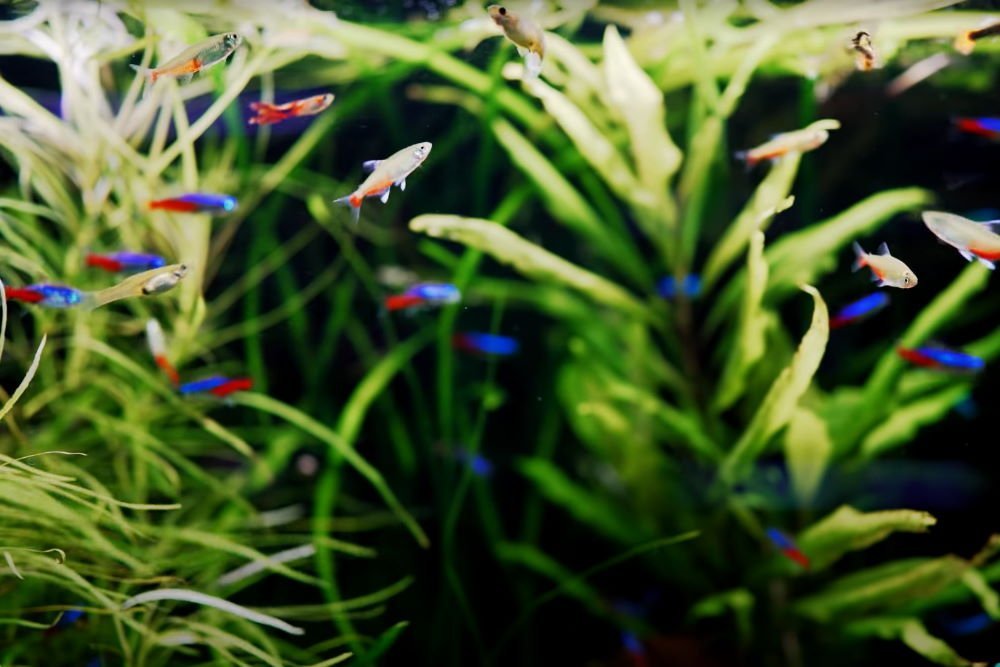 5 Best Fish Tank Ideas for a 20-Gallon Aquarium - Aquarium Co-Op